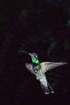Magnificent hummingbird {Eugenes fulgens} flying, Arizona, USA