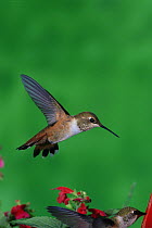 Broad tailed hummingbird {Selasphorus platycercus} flying, Arizona, USA