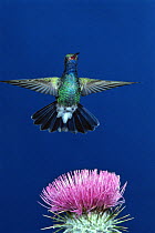 Broad billed hummingbird {Cynanthus latirostris} flying, Arizona, USA