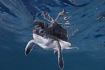 Green sea turtle (Chelonia mydas) hatchling swimming, Endangered, Caribbean, captive, digitally enhanced