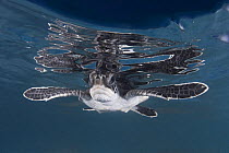 Green sea turtle (Chelonia mydas) hatchling swimming, Endangered, Caribbean, captive, digitally manipulated