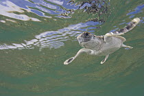 Australian flatback sea turtle (Natator depressus) hatchling swimming out to sea from nesting beach, Torres Strait, Queensland, Australia, captive release programme