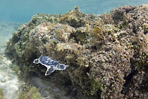 Australian flatback sea turtle (Natator depressus) hatchling swimming past coral reef out to sea from nesting beach, Torres Strait, Queensland, Australia, captive release programme