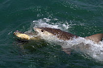 Tiger shark (Galeocerdo cuvier) scavenging carcass of Green sea turtle (Chelonia mydas) killed by native Torres Strait hunters, Mabuiag Island, Torres Straits, Queensland, Australia