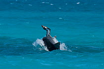 Tiger shark (Galeocerdo cuvier) strikes unsuccessfully at a fledgling Laysan albatross chick (Phoebastria immutabilis) attempting its first flight, East Island, French Frigate Shoals, Papahanaumokuake...