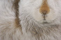 Mountain hare {Lepus timidus} Close up deatil of nose and fur, winter coat, Monadhliath Mountains, Scotland, UK