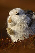 Mountain hare {Lepus timidus} grooming, winter coat, Monadhliath Mountains, Scotland, UK