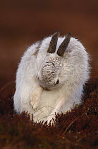 Mountain hare {Lepus timidus} grooming, winter coat, Monadhliath Mountains, Scotland, UK