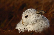 Mountain hare {Lepus timidus} grooming on moorland, winter coat, Monadhliath Mountains, Scotland, UK