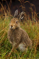 Mountain hare {Lepus timidus} sub-adult leveret after rain, Summer coat. Peak District National Park, Derbyshire, UK.