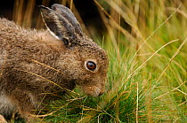 Mountain hare {Lepus timidus} sub-adult leveret feeding on grass after rain, Summer coat. Peak District National Park, Derbyshire, UK.