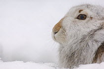 Mountain hare {Lepus timidus} adult on snow in winter coat. Monadhliath Mountains, Scotland, UK