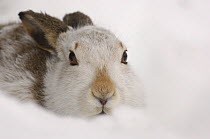 Mountain hare {Lepus timidus} adult on snow, coat changing from summer brown to winter white. Monadhliath Mountains, Scotland, UK