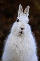 Mountain hare {Lepus timidus} adult on moorland, winter coat, Monadhliath Mountains, Scotland, UK