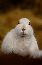 Mountain hare {Lepus timidus} adult on moorland,  winter coat, Monadhliath Mountains, Scotland, UK