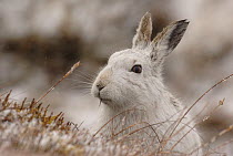Mountain hare {Lepus timidus} adult feeding on moorland in snow, winter coat, Monadhliath Mountains, Scotland, UK