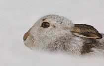 Mountain hare {Lepus timidus} adult in snow, coat changing from summer brown to winter white, Monadhliath Mountains, Scotland, UK