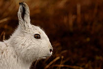 Mountain hare {Lepus timidus} adult on moorland, conspicuous in white winter coat, Monadhliath Mountains, Scotland, UK