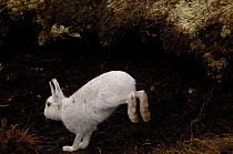 Mountain hare {Lepus timidus} adult bounding along on moorland, conspicuous in white winter coat, Monadhliath Mountains, Scotland, UK
