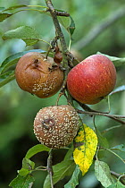 Brown Rot Fungus {Monolinia fruitigena} on Cox Apple {Malus domestica} UK