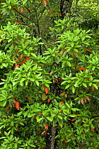 Canary Islands Ebony tree (Persea indica) La Gomera, Canary Islands, IUCN red list.
