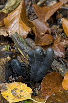 Dead Man's Fingers Fungus {Xylaria polymorpha} amongst leaf litter, UK