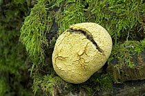 Common Earthball Fungus {Scleroderma citrinum} starting to split open to reveal spores, UK
