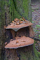 Artist's Bracket Fungus {Ganoderma applanatum}growing on Beech tree, brown spores visible underneath the brackets