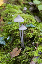 Granny's Bonnet Fungus {Mycena inclinata} growing on decomposing wood amongst moss, UK