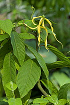 Ylang ylang (Cananga odorata) tree with flower,