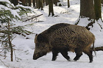 Wild boar {Sus scrofa} captive, in snow, Bayerischer Wald NP, Germany