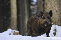 Wild boar {Sus scrofa} captive, in snow, Bayerischer Wald NP, Germany