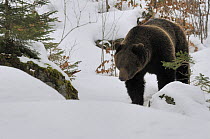 European brown bear {Ursus arctos} in snow, captive, Bayerischer Wald NP, Germany