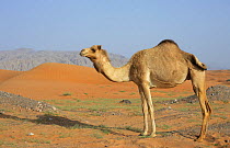 Dromedary / Arabian camel {Camelus dromedarius} in sand desert, Ash Shu'ayb, Abu Dhabi, United Arab Emirates, UAE