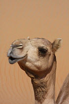 Dromedary / Arabian camel {Camelus dromedarius} in sand desert, close-up of head, Liwa, United Arab Emirates, UAE