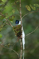 Asiatic paradise flycatcher {Terpsiphone paradisi} male feeding chick in nest, Tanjung Puting NP, Kalimantan, Borneo, Indonesia.
