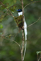 Asiatic paradise flycatcher {Terpsiphone paradisi} male at nest, Tanjung Puting NP, Kalimantan, Borneo, Indonesia.