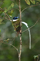 Asiatic paradise flycatcher {Terpsiphone paradisi} male on nest, Tanjung Puting NP, Kalimantan, Borneo, Indonesia.
