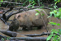 Bearded pig {Sus barbatus} in muddy water after rain, Kalimantan, Borneo, Indonesia.