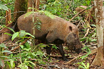 Bearded pig {Sus barbatus} in forest, Kalimantan, Borneo, Indonesia.