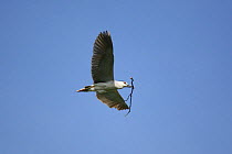 Black crowned night heron {Nycticorax nycticorax} adult in flight carrying nest material, Java, Indonesia.