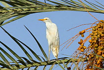 Cattle egret {Bubulcus ibis} in Date palm {Phoenix dactylifera} Sohar, Oman.