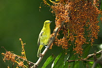 Common iora {Aegithina tiphia} Bogor, Java, Indonesia.