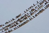 Common / Indian mynahs {Acridotheres tristis} large flock on wires, Sohar, Oman.