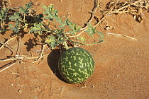 Desert squash / Bitter apple {Citrullus colocynthis} in sand desert, Madam, United Arab Emirates, UAE