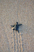 Green turtle {Chelonia mydas} baby making tracks in the sand on its way to the sea, Ras Al Jinz, Oman.