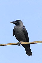 House crow {Corvus splendens} perched, Hodeidah, Yemen