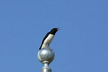 Hume's wheatear {Oenanthe alboniger} perched on post singing, Jebel Hafeet, United Arab Emirates, UAE.