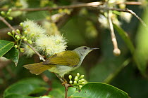 Plain sunbird {Anthreptes simplex} Kalimantan, Borneo, Indonesia.