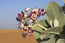 Sodum's apple {Calotropis procera} flowering in sand desert, Markham, Dubai, United Arab Emirates, UAE